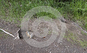 Columbian Ground Squirrel (Urocitellus columbianus) Standing Outside a Burrow