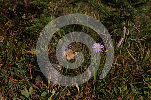 Columbian ground squirrel (Urocitellus columbianus) USA