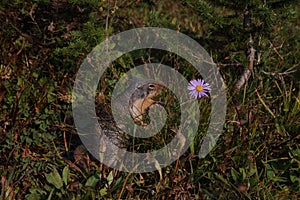 Columbian ground squirrel (Urocitellus columbianus) USA