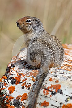 Columbian Ground Squirrel - Waterton Lakes National Park