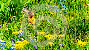 A Columbian ground squirrel among the Wildflowers in the Shuswap Highlands of BC, Canada