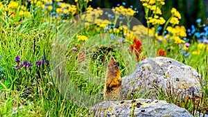A Columbian ground squirrel among the Wildflowers in the Shuswap Highlands of BC, Canada