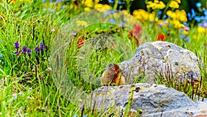 A Columbian ground squirrel among the Wildflowers in the Shuswap Highlands of BC, Canada