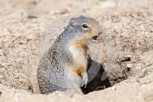 A Columbian Ground Squirrel Yelling our Danger!