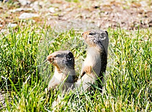 Columbian ground squirrels