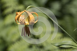 Columbian Lily Lillia columbianum on Iron Mountain Trail