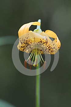 Columbian Lily Lillia columbianum on Iron Mountain Trail