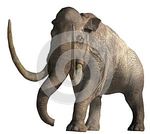 Columbian Mammoth