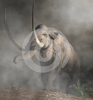 Columbian Mammoth In Fog