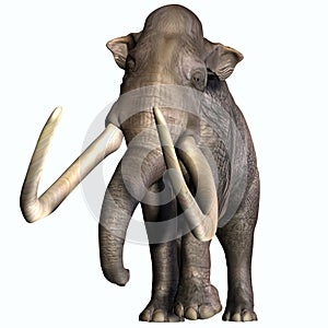 Columbian Mammoth Front Profile photo