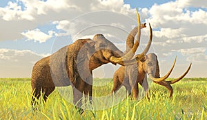 Columbian Mammoth on Grassy Plain