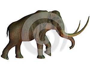 Columbian mammoth on White