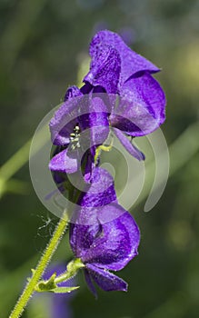 Columbian Monkshood