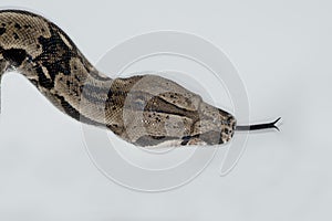 Columbian Red-tailed Boa on white background sticking out tongue