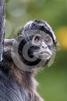 Columbian Spider Monkey