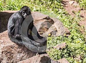 Columbian Spider Monkey