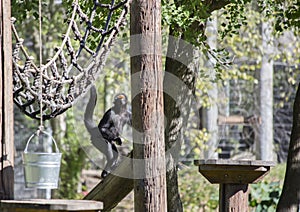 Columbian Spider Monkey