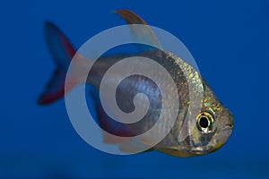 Columbian Tetra