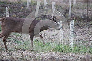 Columbian white-tailed deer (Odocoileus virginianus leucurus) (1)