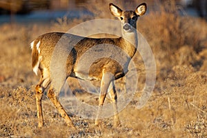 Columbian white-tailed deer standing in its natural habitat, with its head perked up