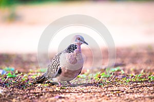 Columbidae Or the European turtle dove looking for food on the ground