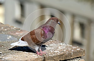 Columbidae. Pigeon. dove