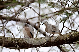 Columbina couple picui on the branch