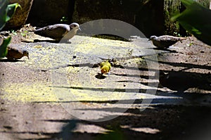 Columbina Talpacoti and Serinus canaria busy eating corned beef in the backyard