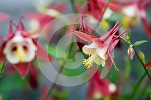 Columbine