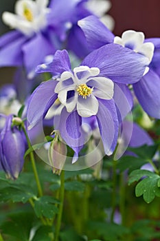 Columbine Aquilegia Caerulea flower. Rocky Mountain Aquilegia