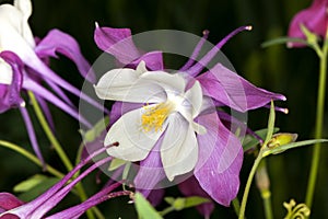 Columbine (Aquilegia) flower