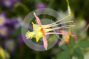 Columbine (Aquilegia) flower