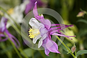 Columbine (Aquilegia) flower