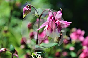 Columbine, Aquilegia, Granny`s Bonnet in bloom