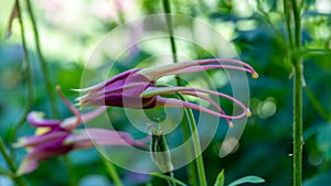 Columbine - Aquilegia longissima, soliterflower, close up, copy space photo