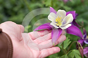 Columbine, Aquilegia Songbird Nightingale - delicate spring flower in a female hand. Lilac-white flower blooms in the garden