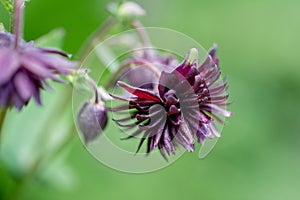 Columbine Aquilegia Vulgaris, Black Barlow, flower