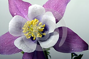 Columbine close-up