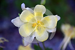 Columbine Close Up