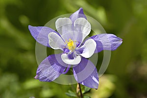 Columbine Colorado State Flower