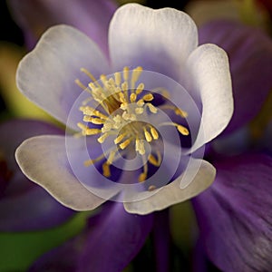 Columbine Flower