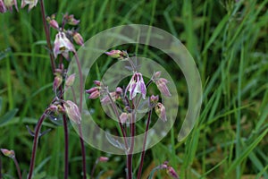 The Columbine Flower Aquilegia Purple columbine -aquilegia - blossom growing in garden