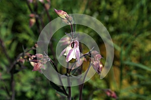 The Columbine Flower Aquilegia Purple columbine -aquilegia - blossom growing in garden