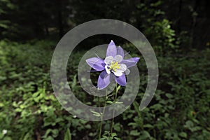 Columbine Flower in Forest