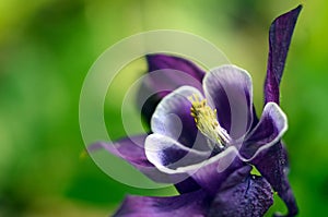 Columbine flower of purple and white