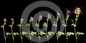 Columbine Flower Timelapse