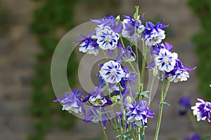 Columbine flowers