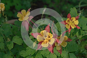 Columbine Flowers