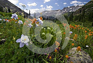 Columbine, indian paintbrush and other wildflowers, Yankee Boy Basin, Colorado
