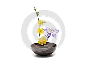 Columbine,Japanese jasmine and Daffodil arranged in a bowl isolated on a white background